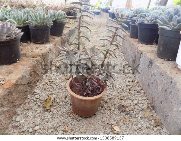 Succulents Art Indoor House Decorations Stock Photo Edit Now