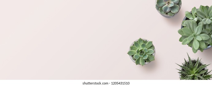 succulents banner or header with different plants on a soft blush / pink background, flat lay / top view, copyspace for your text