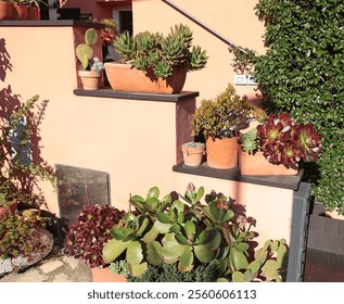 Succulents and cacti of different species in terracotta pots outside in sunny weather. Nature and beauty near house.  - Powered by Shutterstock