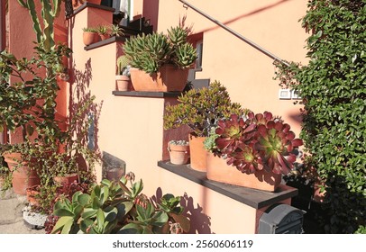 Succulents and cacti of different species in terracotta pots outside in sunny weather. Nature and beauty near house.  - Powered by Shutterstock