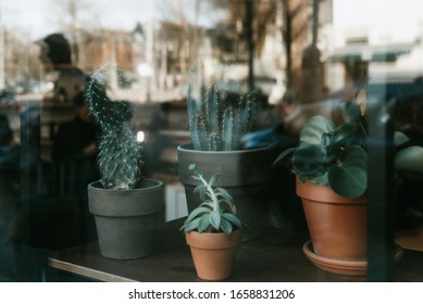 Succulents And Cactus In A Clay Pot In A Cafe Window Or Coffee Shop. Restaurant With Empty Window For Mockup, Logo Or Text Promotion.