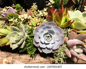 Succulents Cactus In Desert Botanical Garden