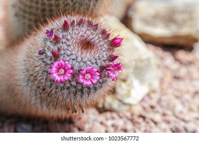 Succulents Or Cactus Flower In Desert Botanical Garden With Sand Stone Pebbles Background For Decoration And Agriculture Concept Design.