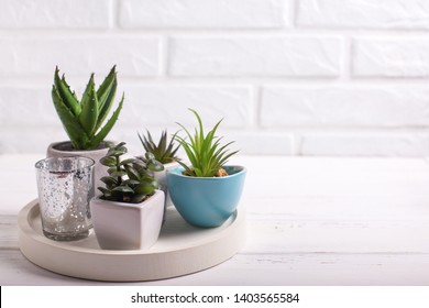 Succulents and cactus plants in pots on tray  near by white brick wall. Potted indoor house plants. Modern minimalistic interior. Selective focus. Place for text.