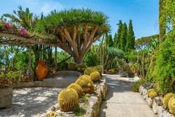 Succulents And Cactuses At Giardini Ravino Gardens At Forli, Ischia, Italy.