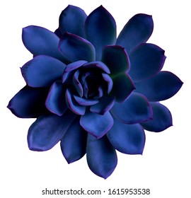 Succulents in classic blue, color 2020. Isolated, PNG. Color of the 2020 year,  palette with deep classic blue swatch for print, web design. clip art, Flat lay, top view