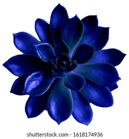 Succulents in classic blue, color 2020. Isolated, PNG. Color of the 2020 year,  palette with deep classic blue swatch for print, web design. clip art, Flat lay, top view