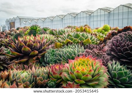 Succulents: colorful houseleeks (Sempervivum) on a plant nursery with greenhouses in the background. Focus on the middle plants.