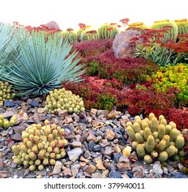 Succulents In Desert Landscaping