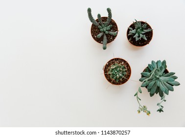 Succulents Flowers Flat Lay. Scandinavian Hipster Home Decoration