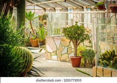 Succulents In Glass House In Garden. Cactus