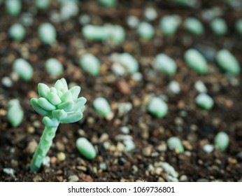 The Succulents Grow from Seeding with Seeds