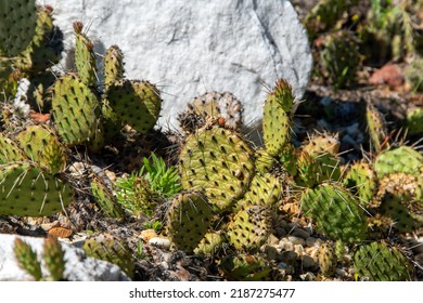 Succulents growing on rocks. Desert garden with succulents. Closeup of cacti growing between rocks on a mountain. Indigenous South African plants in nature. Modern gardening, cactus close up.