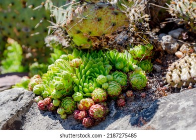 Succulents growing on rocks. Desert garden with succulents. Closeup of cacti growing between rocks on a mountain. Indigenous South African plants in nature. Modern gardening, cactus close up.