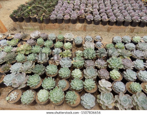 Succulents Indoor House Decoration Stock Photo Edit Now 1507836656