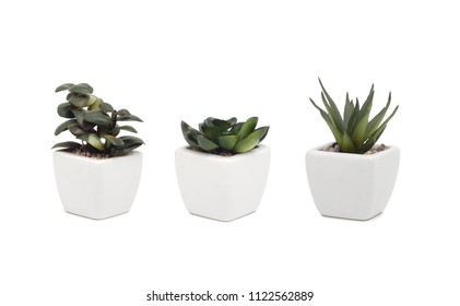 Succulents Isolated On White Background Stock Photo 1122562889 ...