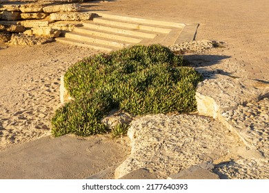 Succulents On Sandstone Stairs Near But Galim In Israel