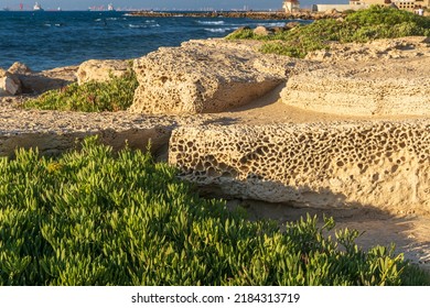 Succulents On Sandstone Stairs Near But Galim In Israel