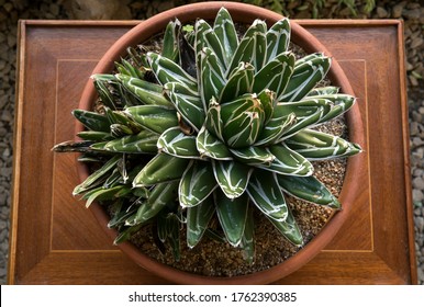 Succulents. Overhead View Of An Agave Ferdinandi Regis In The Pot, Its Green Spotted Leaves With Thorns And Rosette Shape. 