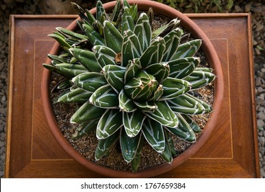 Succulents. Overhead View Of An Agave Ferdinandi Regis In The Pot, Its Green Spotted Leaves With Thorns And Rosette Shape.