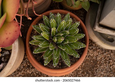 Succulents. Overhead View Of An Agave Ferdinandi Regis In The Pot, Its Green Spotted Leaves With Thorns And Rosette Shape.