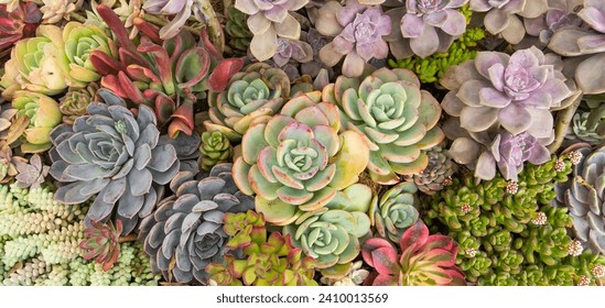 Succulents planted in the ground - Powered by Shutterstock