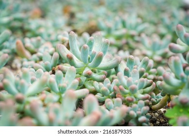 Succulents with red fingertips.
				Jelly bean plant. Succulent Garden for Macro Photography