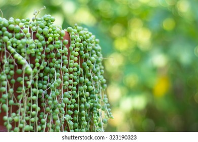 Succulents String Of Pearls