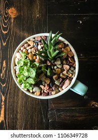 Succulents In A Teacup