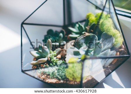 Succulents in terrarium