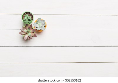 Succulents. Top view - Powered by Shutterstock