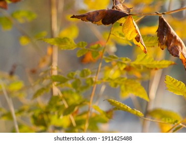 Such Beautiful Bright Colours Of Autumn Leaves. Abstract Blue Grey Contrasts With Lime Green And Makes A Dreamy Uplifting Abstract Pattern. Captures The Beauty Of The Moment, The Beauty Of Acceptance.