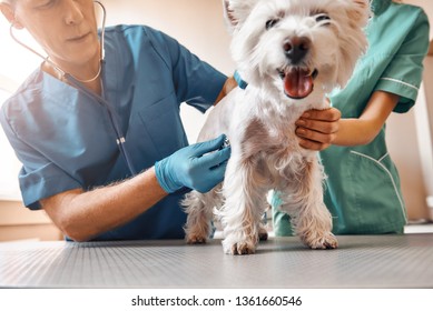 Such a cute patient. A team of two professional veterinarians inspecting the health of a small, obedient dog standing on the table in veterinary clinic - Shutterstock ID 1361660546