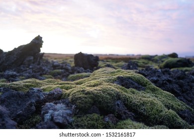 Such sensitive and vibrant moss