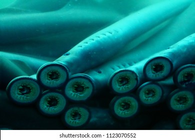 163 Lamprey eels Images, Stock Photos & Vectors | Shutterstock