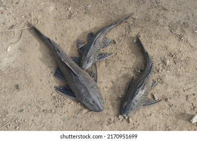 308 Sucker mouth catfish Images, Stock Photos & Vectors | Shutterstock