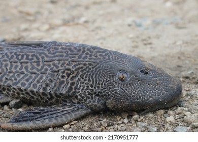 308 Sucker mouth catfish Images, Stock Photos & Vectors | Shutterstock