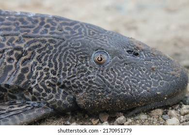 308 Sucker mouth catfish Images, Stock Photos & Vectors | Shutterstock