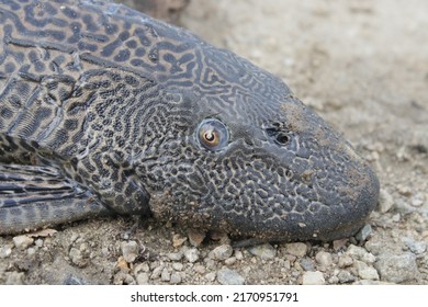 308 Sucker mouth catfish Images, Stock Photos & Vectors | Shutterstock