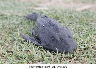 308 Sucker mouth catfish Images, Stock Photos & Vectors | Shutterstock