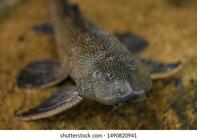 308 Sucker mouth catfish Images, Stock Photos & Vectors | Shutterstock