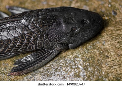 308 Sucker mouth catfish Images, Stock Photos & Vectors | Shutterstock