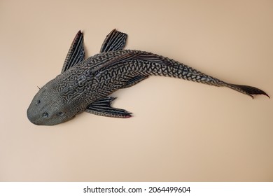 Suckermouth Catfish On Orange Background