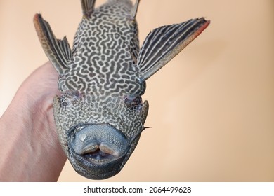 Suckermouth Catfish On Orange Background