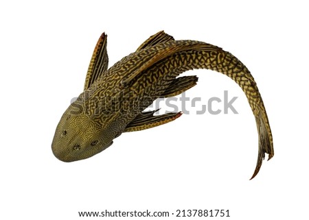 Suckermouth catfish on white background with clipping path. Hypostomus plecostomus, also known as the suckermouth catfish or the common pleco, is a tropical freshwater fish belonging to the armored.