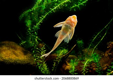 Suckermouth Catfish Swimming In Aquarium 