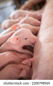 Suckling Piglets On The Farrowing Unit Of An Open-air Swine Farm.