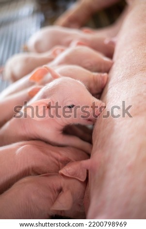 Suckling piglets on the farrowing unit of an open-air swine farm.