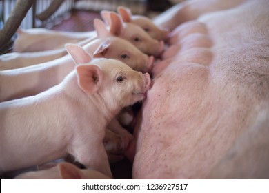 Suckling piglets suckling a sow farm.