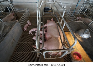 Suckling piglets and sows in breeding pig farm.